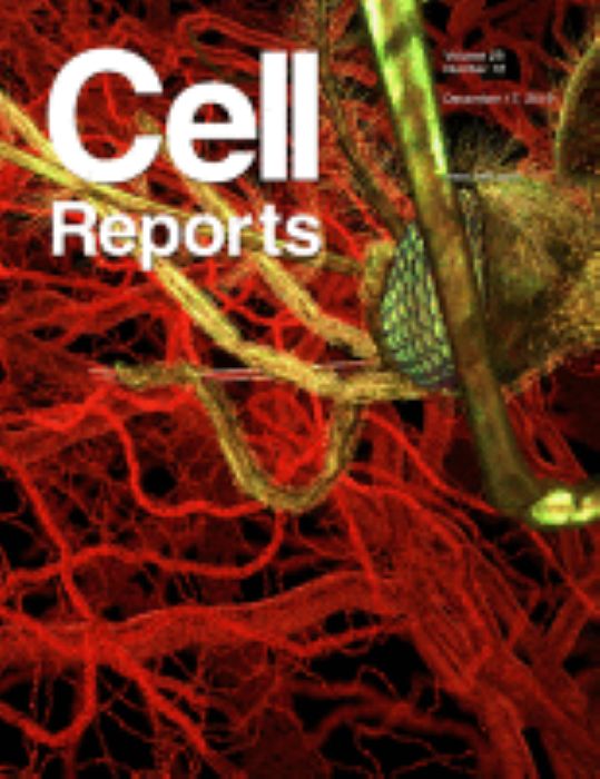 Spatial Genome Re-organization between Fetal and Adult Hematopoietic Stem Cells